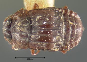 Media type: image;   Entomology 6622 Aspect: habitus dorsal view